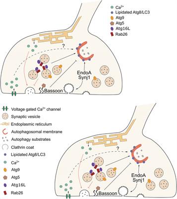 Presynaptic Autophagy and the Connection With Neurotransmission